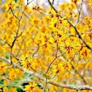 10 Winter Beauty Witch Hazel Seeds Hamamelis X Intermedia " Winter Beauty " Fresh Garden