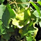 20 Queen Elizabeth Hedge Maple Seeds Acer Campestre 'Evelyn' Queen Elizabeth Fresh Garden
