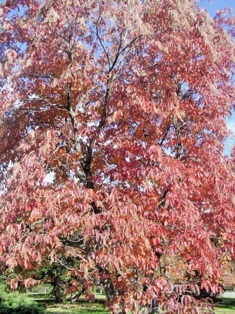 30 Sourwood Or Sorrel Tree Seeds Oxydendrum Arboreum Fresh Garden