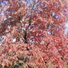30 Sourwood Or Sorrel Tree Seeds Oxydendrum Arboreum Fresh Garden