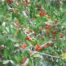 20 Savannah Holly Seeds Ilex X Attenuata Fresh Garden