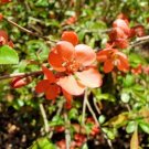 15 Coraline Quince Seeds Chaenomeles X Superba Cv Corallina Fresh Garden