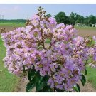 25 Appalachee Crepe Myrtle Seeds Lagerstroemia Indica Fresh Garden