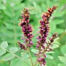 30 Indigo Bush Seeds Amorpha Fruticosa Fresh Garden