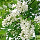 20 Black Locust Seeds Robinia Pseudoacacia Fresh Garden