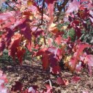 20 Turkestan Shrub Maple Seeds Acer Tataricum Ssp Semenovii Fresh Garden