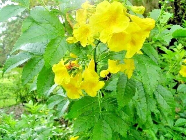 20 Yellow Bells Seeds ( Esperanza ) Tecoma Stans Fresh Garden