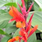 15 Canna Coccinea Seeds Fresh Garden