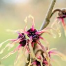 10 Strawberries And Cream Witch Hazel Seeds Hamamelis X Intermedia Fresh Garden