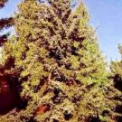 15 Green Dragon Spruce Seeds Picea Retroflexa Fresh Garden
