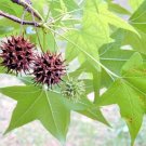 25 American Sweetgum Tree Seeds Liquidambar Styraciflua Fresh Garden