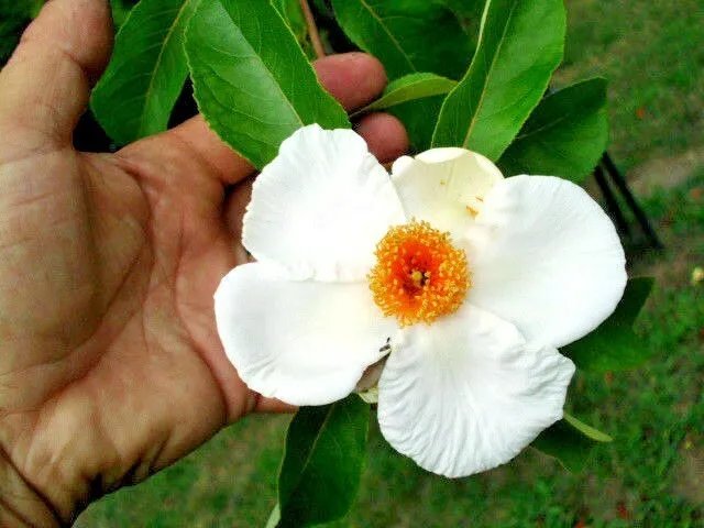 20 Franklin Tree Seeds Franklinia Alatamaha Fresh Garden