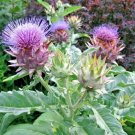 20 Cardoon Seeds ( Cynara Cardunculus ) Fresh Garden