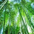 20 Giant Moso Bamboo Seeds Phyllostachys Pubescens Fresh Garden