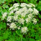 25 Giant Hog Fennel Seeds Peucedanum Verticillare Fresh Garden