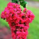 25 Centennial Spirit Crepe Myrtle Seeds Lagerstroemia Indica 'Centennial Spir Fresh Garden