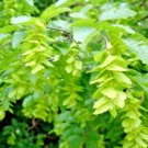 20 Oriental Hornbeam Seeds Carpinus Orientalis Fresh Garden