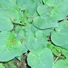 20 Tardiana Halcyon Hosta Seeds ( Dwarf Hosta ) With Blueish Leaves Fresh Garden