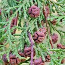 20 Hinoki Cypress Seeds Chamaecyparis Obtusa Fresh Garden