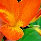 12 Canna Orange Punch Seeds Fresh Garden