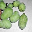 5 Herbert Pawpaw Seeds Asimina Triloba " Herbert " Fresh Garden