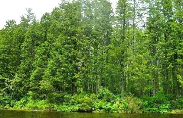 15 Atlantic White Cedar Seeds Chamaecyparis Thyoides Fresh Garden