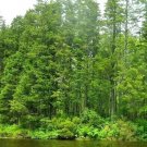 15 Atlantic White Cedar Seeds Chamaecyparis Thyoides Fresh Garden