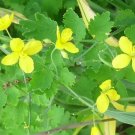 50 Greater Celandine Seeds Chelidonium Majus Fresh Garden