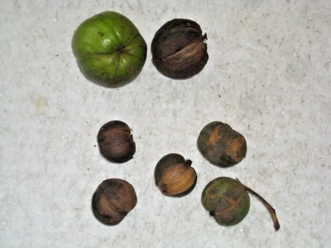 5 Mockernut Hickory Nuts ( Carya Tomentosa ) Fresh Garden