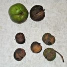 5 Mockernut Hickory Nuts ( Carya Tomentosa ) Fresh Garden
