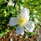 10 Marina Mist Camellia Seeds Camellia Sasanqua Fresh Garden