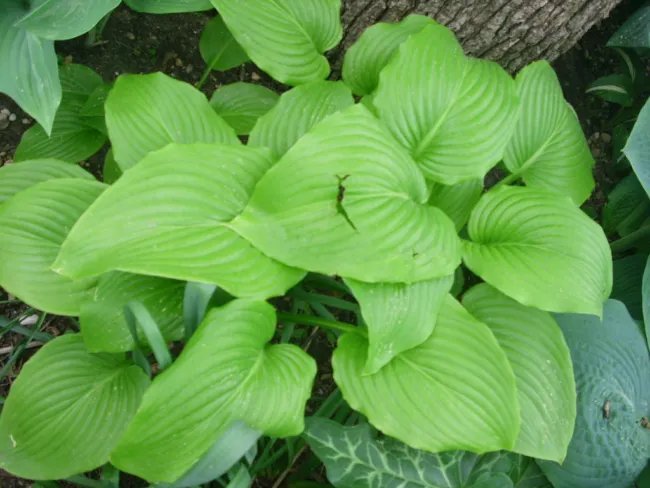 20 August Moon Hosta Seeds Yellow Green To Gold Fresh Garden