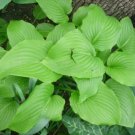 20 August Moon Hosta Seeds Yellow Green To Gold Fresh Garden