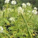 50 + Cleome Seeds (Cleome Hasslerana) Fresh Garden