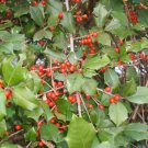 20 Jersiana American Holly Seeds Ilex Opaca " Jersiana " Fresh Garden