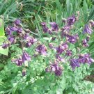 50 Purple Columbine Seeds ( Aquilegia ) Fresh Garden