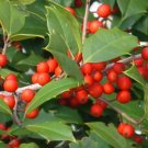 20 Mae American Holly Seeds Ilex Opaca " Mae " Fresh Garden