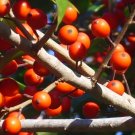 20 Point Pleasant Holly # 5 Seeds Ilex X Hybrid Fresh Garden