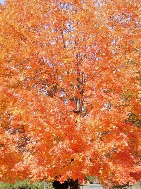 20 Legacy Sugar Maple Seeds Acer Saccharum " Legacy " Fresh Garden