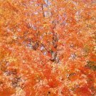 20 Legacy Sugar Maple Seeds Acer Saccharum " Legacy " Fresh Garden