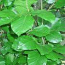 15 Columnar European Beech Seeds Fagus Sylvatica 'Fastigiata ' Fresh Garden