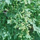 20 Pearlbush " The Bride " Seeds Exochorda X Macrantha Fresh Garden