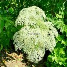 15 Maxima Elderberry Seeds Sambucus Canadensis 'Maxima' Fresh Garden