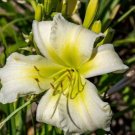 10 Coconut Lime Twist Daylily Seeds (Hemerocallis 'Coconut Lime Twist') Fresh Garden
