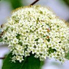 20 Igloo Doublefile Viburnum Seeds Viburnum Plicatum F Tomentosum 'Igloo Fresh Garden