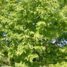 25 Dawn Redwood Seeds Metasequoia Glyptostroboides Fresh Garden