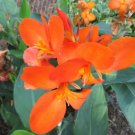 12 Cannova Orange Shades Canna Seeds Fresh Garden