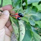 20 Sassafras Seeds Sassafras Albidum Fresh Garden