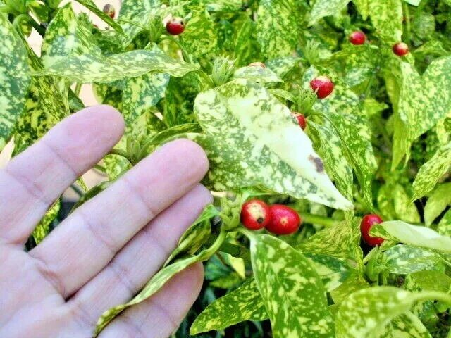 15 Gold Dust Tree Seeds ( Aucuba Japonica Variegata ) Fresh Garden
