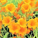 25 Orange Stella De Oro Daylily Seeds Fresh Garden